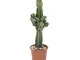 Cactus e pianta grassa da Botanicly – Euphorbia ingens – Altezza: 70 cm