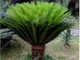 HONIC 10 Pezzi Cycas Bonsai Albero Piante Cycas revoluta Thunb Bonsai Ferro pianta in Vaso...