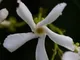 Gelsomino - Trachelospermum jasminoides (per balcone e patio) - Vaso 1,5 litro (Pianta ram...