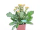 pianta vera da esterno o interno di Kalanchoe o calandiva fiore arancio vaso12cm