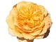 Golden Celebration®, rosa in vaso di Rose Barni® delle Rose Inglesi, pianta rampicante all...
