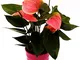 POWERS TO FLOWERS - ANTHURIUM ROSA IN VASO CERAMICA FUCSIA A RIGHE CONCENTRICHE, pianta ve...