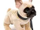 Uni-Toys - Bulldog francese con guinzaglio - 27 cm (lunghezza) - Cane, animali domestici -...