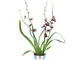 Cambria x Burrageara"Lazio" | Orchidea | Fiore rosso | Altezza 50-60 cm | Vaso Ø 12 cm