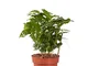 Pianta d'appartamento da Botanicly – Coffea Arabica – Altezza: 25 cm