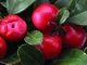 SANHOC 100 Semi: Wintergreen, Gaultheria procumbens, Semi, (commestibile fragrante Ground...