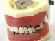 JL Attrezzature Mediche Attrezzature Dentali Orali Parodontologia Orale Insegnamento Ortod...