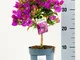 Bougainvillea Sabina Vaso 13 (40cm, Viola)