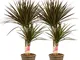 Piante da interno da Botanicly – 2 × Albero del drago – Altezza: 80 cm, 2 germogli – Draca...