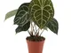 Anthurium clarinervium | Fiore di fenicottero | Piante da interni| Altezza 35-45 cm | Vaso...