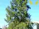 Fiume SHE-Oak Casuarina cunninghamiana - 30+ Seeds. S & H libero