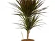 Pianta d'appartamento da Botanicly – Albero del drago – Altezza: 80 cm, 2 germogli – Draca...