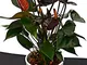 POWERS TO FLOWERS - ANTHURIUM NERO IN VASO CERAMICA BIANCA A RIGHE CONCENTRICHE, pianta ve...