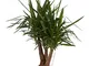 Pianta d'appartamento da Botanicly – Iucca – Altezza: 100 cm – Yucca elephantipes