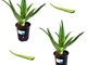 2 Piante con 2 foglie Aloe Arborescens Etnea da coltivazione bio biologica Vera Pianta Pia...