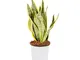 Bonplants Sansevieria Futura Superba Lingua di Suocera, Pianta Vera da Interni, Facile e L...