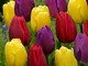 OFFERTA 100 TULIPANI TRIUMPH MIX COLORI BULBI AUTUNNALI AIUOLE GIARDINO BULBS