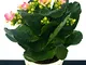 POWERS TO FLOWERS - KALANCHOE CALANDIVA MAXIMA IN VASO CERAMICA BIANCO CON SPATOLATURA IN...