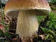 SANHOC Semi Pacchetto: vaccino micorrizici (micorrize) - Porcini - Slipper - bay Bolete -...