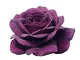 Purple Eden®, rosaio vivo Rose Barni®, rosa viola scuro, pianta cespugliosa e compatta, pr...