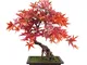 Leaf Foglia 50 cm Artificiale Albero, Bonsai in Acero Rosso, 60 cm