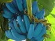 Semi, Catkoo 200Pcs Blue Banana Tree Seed Plant Delicious Fruit Organic Garden Planting De...
