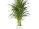 Pianta d'appartamento da Botanicly – Palma Areca in vaso bianco come set – Altezza: 110 cm...