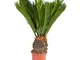 Cycas revoluta - Japanese palm fern in 14cm Pot