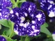 Tacoli- Giardino Bonsai Petunia 'Night Sky Blue' Fiori, macchioline bianche 200pcs 'semi'...