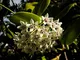 1 PIANTA Hoya Australis Fiore di Cera Vaso 12CM Perenni
