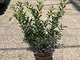Agrifoglio "Ilex aquifolium" pungitopo pianta in vaso ø18 cm FOTO REALI