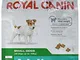 ROYAL CANIN Mini Adult Secco Cane Gr. 800 - Mangimi Secchi per Cani Crocchette
