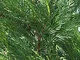 SANHOC Semi Pacchetto: Cupressocyparis 'Leylandii' 15 centimetri Pot SizeSEED