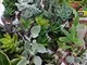 Piante grasse mix succulente e grassulacee,COMUNI E NON COMUNI, placca da piantine 20 diam...