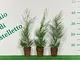 Cipresso di Leyland "Cupressocyparis leylandii" 24 piante in vaso biodegradabile ø8 cm Viv...