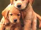 Set pittura a olio digitale fai-da-te “2 brown labrador puppies” pittura a olio dipinta a...