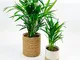 2x Palme Areca con vasi decorativi | Dypsis lutescens | Piante da appartamento purificanti...