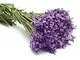 LAVANDA OFFICINALIS NR.200 SEMI OFFERTA!