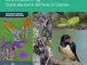 Biowatching. Guida alla fauna dell’Isola di Capraia