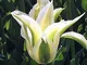 5Pcs Tulipani bulbi Rare Varietà Bianco Ondulato Petali Indispensabile Fiore Decorativo in...