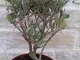 Pianta di Ulivo Piante Ulivo Bonsai Olea Europea in Vaso - H 35 cm circa