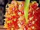 GETSO 2 pc/Sacchetto Cymbidium Bulbi Fragrante Orchid Bonsai Colore dell'arcobaleno Fiori...