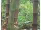 TROPICA - Bambù gigante (Dendrocalamus gigantea) - 50 Semi- Erbe/Bamboo