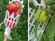 Isincer Raccoglitore di Frutta,Horticultural Fruit Picker Head Gardening Picking Durable T...