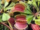 Dionaea muscipula (Carnivora) [Vaso Ø9cm]