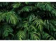 Cassisy 3x2m Vinile Tropicale Foto da Sfondo Giungla verde alla moda Scena delle foglie di...