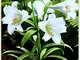 5 ×Bulbo fiore Lilium Piante bulbi Bulbi a fioritura estiva Giglio gigante/Forte crescita-...