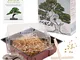 Bonsai Kit incl. eBook GRATUITO - Starter Set con mini serra, semi e suolo - idea regalo s...