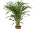 Pianta d'appartamento da Botanicly – Palma Areca – Altezza: 90 cm – Areca dypsis lutescens