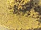 Caviale Top Selection gold Hybride beluga 1 kg